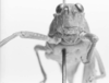 CollectionObject 1524467; a8712fe5-6b0a-4302-8120-61b0fbdc1621: female, frontal view (holotype). (CollectionObject).