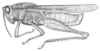 Xyleus insignis (Giglio-Tos, 1894): Fig. 30. male habitus (specimen from Argentina, Chaco, Arroyo Palometa). (Otu).