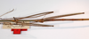 CollectionObject 1560390; 2ee610d8-3a4a-489e-b676-3d5ab6d68b82: Copyright MNCN, Madrid. male: thorax and upper abdomen, dorsal view (holotype). (CollectionObject).