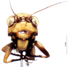 CollectionObject 1516541; NNM 3225229, f42e48b3-0e75-43e7-be4d-a065272784d0: male, frontal view. (CollectionObject).