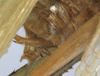 CollectionObject 1539774; 468288cf-2b50-4b67-8f4b-b3f052943afb: male cerci (holotype). (CollectionObject).
