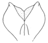 Ceuthophilus (Ceuthophilus) gracilipes gracilipes (Haldeman, 1850): Fig. 705. male subgenital plate. (Otu).