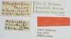 CollectionObject 1580739; 535a87fb-ffb3-451e-bc88-222919dc8463: labels. (CollectionObject).