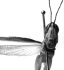 CollectionObject 1535759; a07f44e2-b91c-4ed5-8d33-c1c2050e907f: male, frontal view (syntype). (CollectionObject).
