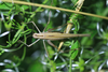 female in dorsal view (from Pag Isl., Croatia). Depicts Tylopsis lilifolia (Fabricius, 1793), an Otu.