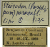 CollectionObject 1542830; 1c6f027f-e204-47bf-bc8b-35b62bf7581c: male, labels (holotype of Steirodon (Posidippum) parastahli). (CollectionObject).