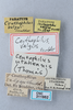CollectionObject 2765459; bd6d6011-6831-4da0-afcc-9b4cd30617fa, CNCI 311952: Ceuthophilus valgus. (CollectionObject).