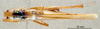 CollectionObject 1572409; b45841bd-b170-4c4b-aa5d-0e12b4390fe1: male dorsal view. (CollectionObject).