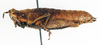 CollectionObject 1573934; 8c055bf4-4c65-43c0-982d-2941dd755e5f: female, lateral view (paratype). (CollectionObject).