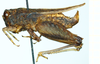 CollectionObject 1500877; a8c312e4-3fac-4744-837b-26613043a8c6: male, lateral view (holotype). (CollectionObject).