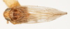 Habitus, dorsal view on Delphacodes apicatus Beamer, 1948: (Observation).