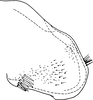 Pygofer, lateral view on Edwardsiana candidula (Kirschbaum, 1868): Pygofer, lateral view. (Observation).