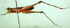 CollectionObject 1500965; e3b10e67-6071-4487-9fc2-043941d5a049, MfN BA000597S01: male, lateral view (holotype). (CollectionObject).