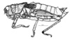 Aucacris bullocki Rehn, 1943: Fig. 4. female, habitus. (Otu).