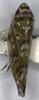 Habitus, dorsal view: !! display not done !! on Scaphoideus (Scaphoideus) festivus Matsumura, 1902: (Observation).