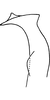Stylus on Erythridula occidua (Beamer & Griffith, 1935): Stylus. (Observation).