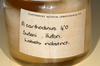 CollectionObject 1556966; a89197eb-23aa-4902-b0f8-bc0103067a78: copyright CMNZ, Christchurch. female of synonym Acanthoxyla suteri (syntype) NB This specimen in alcohol, matches the measurements given in Hutton 1898, although the text refers to 'a description of two specimens'. (CollectionObject).