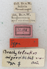 CollectionObject 1531823; b2947265-f0a2-47fd-a9ae-70039cca4205: labels (holotype). (CollectionObject).