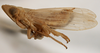 Habitus, lateral view: !! display not done !! on Obtusicranus bicarinus Bartlett, 2006: (Observation).