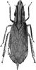 Habitus, dorsal view: !! display not done !! on Hodoedocus acuminifrons Jacobi, 1910: Habitus, dorsal view. (Observation).