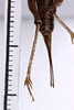 CollectionObject 1505607; b4773f29-a327-4516-94ff-1089d58ff827: female, dorsal view (syntype). (CollectionObject).