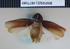 Pycnoscelus tenebriger (Walker, 1868): Copyright NHM, London. Holotype male of Panchlora tenebrigera, dorsal view. (Otu).