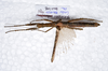 CollectionObject 1576225; 985b8913-dce5-4f73-8c67-3ef86f73e59a: copyright FRCS, Sabah. female, dorsal view (holotype). (CollectionObject).