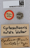 CollectionObject 1519196; fd50aa43-6ecd-4cf4-a131-d2df5d0b5bca: labels (holotype of Cyrtacanthacris notata). (CollectionObject).