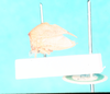 Habitus, lateral view: !! display not done !! on Stictocephala alta (Walker, 1851): (Observation).