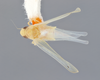 Habitus, dorsal view: !! display not done !! on Dikrella (Dikrella) scimitar Chandler, 2017: (Observation).