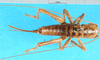 CollectionObject 1501960; 82df81d1-5823-45c3-a5a1-1959b7a83982: female, dorsal view (paralectotype). (CollectionObject).