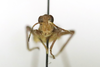 CollectionObject 1593083; 66fd689f-ef3f-461b-b1a4-4dddd4e7d77c: male, frontal view (allotype). (CollectionObject).