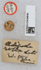 CollectionObject 1519564; 8d45e346-a27e-4cb9-988b-811df074e2fb: labels (holotype). (CollectionObject).