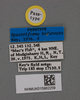 CollectionObject 2052029; NHMUK015982259, 0ce9d429-a08e-4c89-95d4-50cc89a7300d: labels (paratype). (CollectionObject).