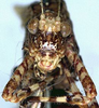 CollectionObject 1532430; 8b288220-77c0-4218-8096-a2bf1dfa0412: female face (holotype). (CollectionObject).