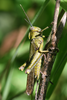 Abisares viridipennis viridipennis (Burmeister, 1838): (Kenya, Karen, Ngong Hills). (Otu).