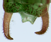 CollectionObject 1591477; 17a083f7-5268-4ffd-87f6-54001c8fdeaa, MLP-OR-3224: cerci, dorsal view. (CollectionObject).