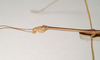 CollectionObject 1559610; NHMUK(SF IMPORT DUPLICATE) 844918, 0bc3b538-d2c0-4861-8d77-3eaded2a96a0: copyright Natural History Museum, London. male: head and thorax, lateral view (holotype). (CollectionObject).