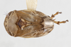 Habitus, dorsal view on Clastoptera undulata Uhler, 1864: (Observation).