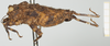 CollectionObject 1517879; 439778c6-42be-41bc-822e-bb57624783ce, NHMUK10924419: male, lateral view (holotype). (CollectionObject).