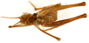 CollectionObject 1499244; 9f476d18-69b4-461d-be0e-811f21d601b9: male, dorsal view (holotype). (CollectionObject).