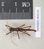 Ommatopseudes harmani (Brock, 1995): copyright Natural History Museum, London. male (paratype). (Otu).