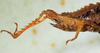 CollectionObject 1498694; d315aa8c-f889-46fa-b174-2a7894671064: female abdomen, lateral view. (CollectionObject).