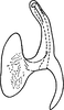 Aedeagus, lateral view on Erythridula frisoni (Ross & DeLong, 1953): Aedeagus, lateral view. (Observation).