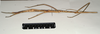CollectionObject 1563754; 23259d23-2580-4540-a8c7-af5aabbce347: copyright MIZ. female, lateral view (paralectotype). (CollectionObject).