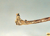 CollectionObject 1563741; 7ceb39e5-c2fe-4a27-87eb-38f1a77a3de6: copyright MNHN, Paris. male: end of abdomen, lateral view (holotype). (CollectionObject).