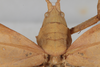 CollectionObject 1505773; a9a2bdcf-6f7e-47c1-88a6-003d3d71616d: female, dorsal view (holotype). (CollectionObject).