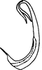 Aedeagus, lateral view on Colladonus eburatus (Van Duzee, 1889): (Observation).