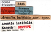CollectionObject 1500498; ae7554a1-d52f-4b27-9f99-a0a4c860a665: labels (syntype). (CollectionObject).