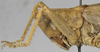 CollectionObject 1539600; d5aad2e0-fbf0-4e8d-b2c6-0455accae3a6: female pronotum lateral (holotype). (CollectionObject).